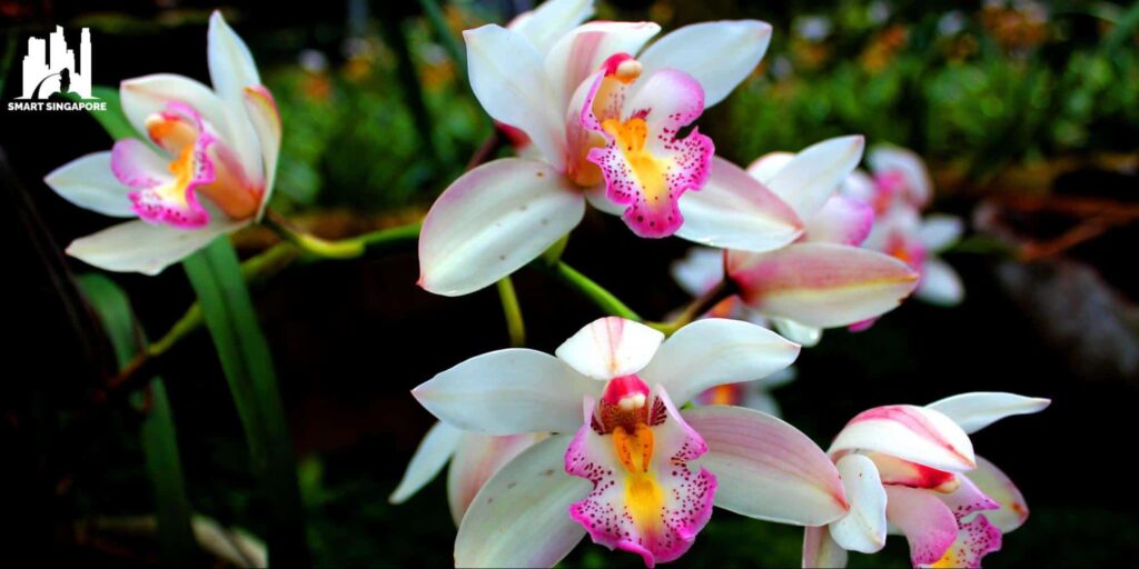 The Singapore Botanic Garden is a premier orchid research centre