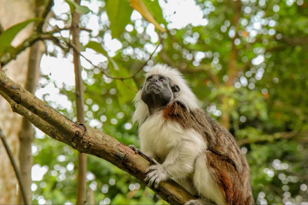 How to Get around Singapore Zoo