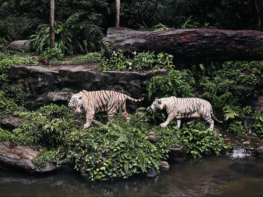 Is Singapore Zoo ethical