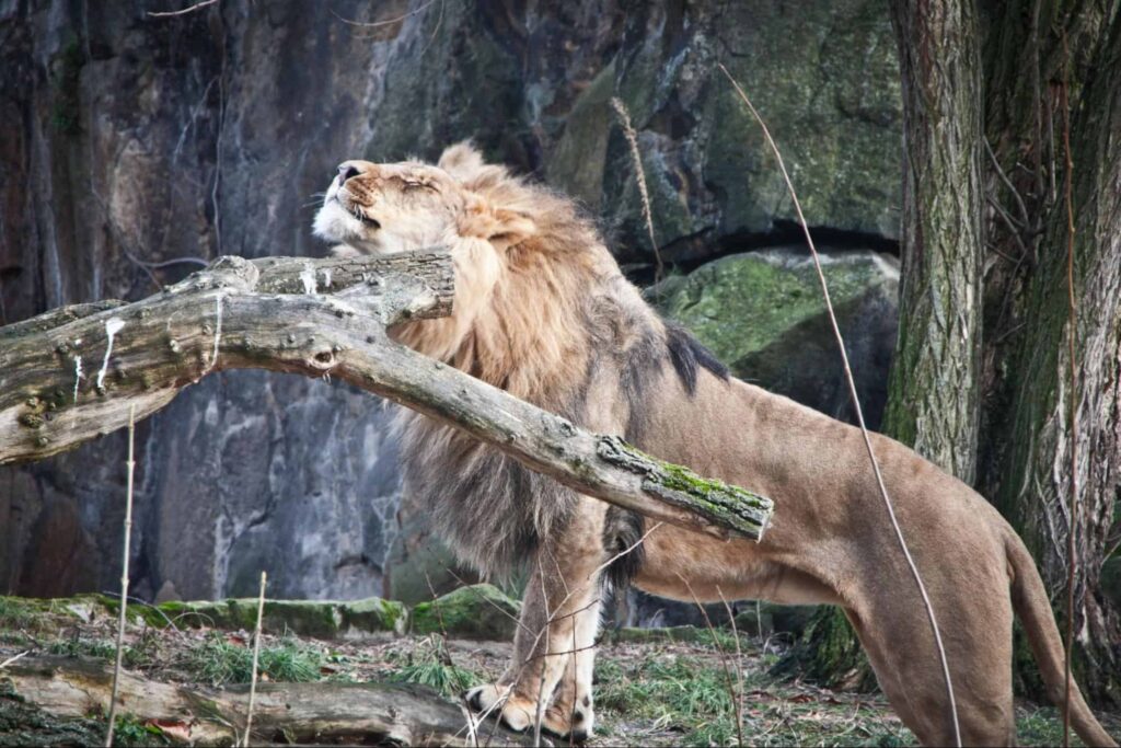 Is Singapore Zoo worth visiting