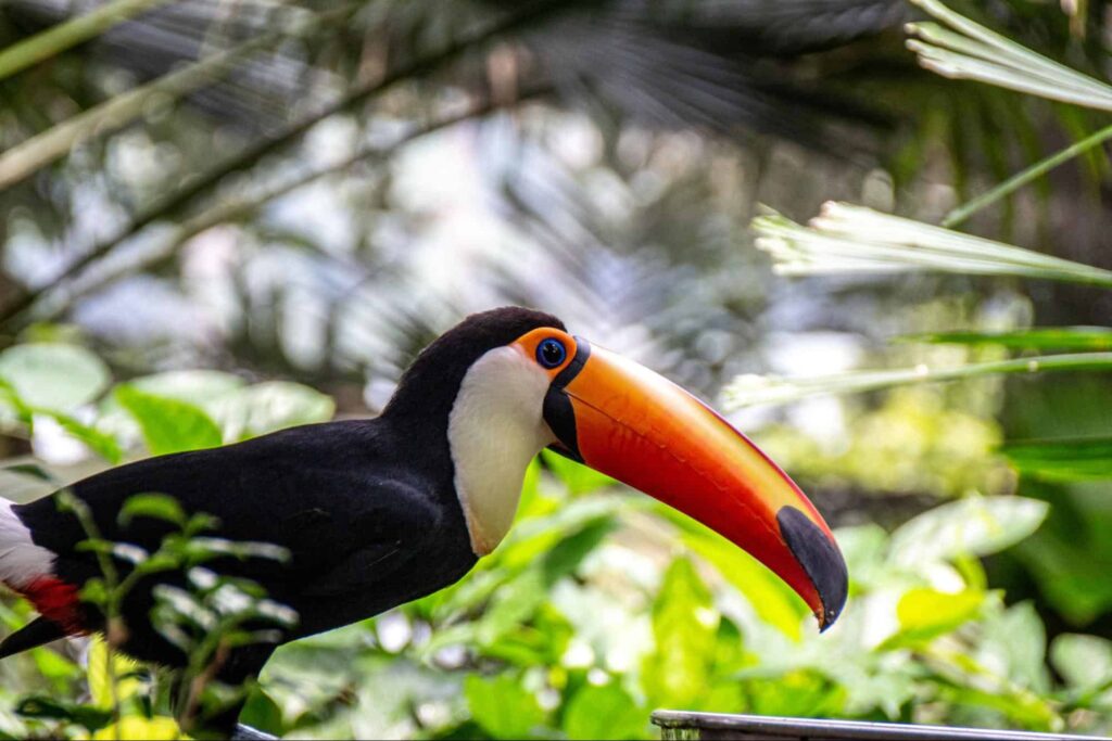 Proper Etiquette at Singapore Zoo