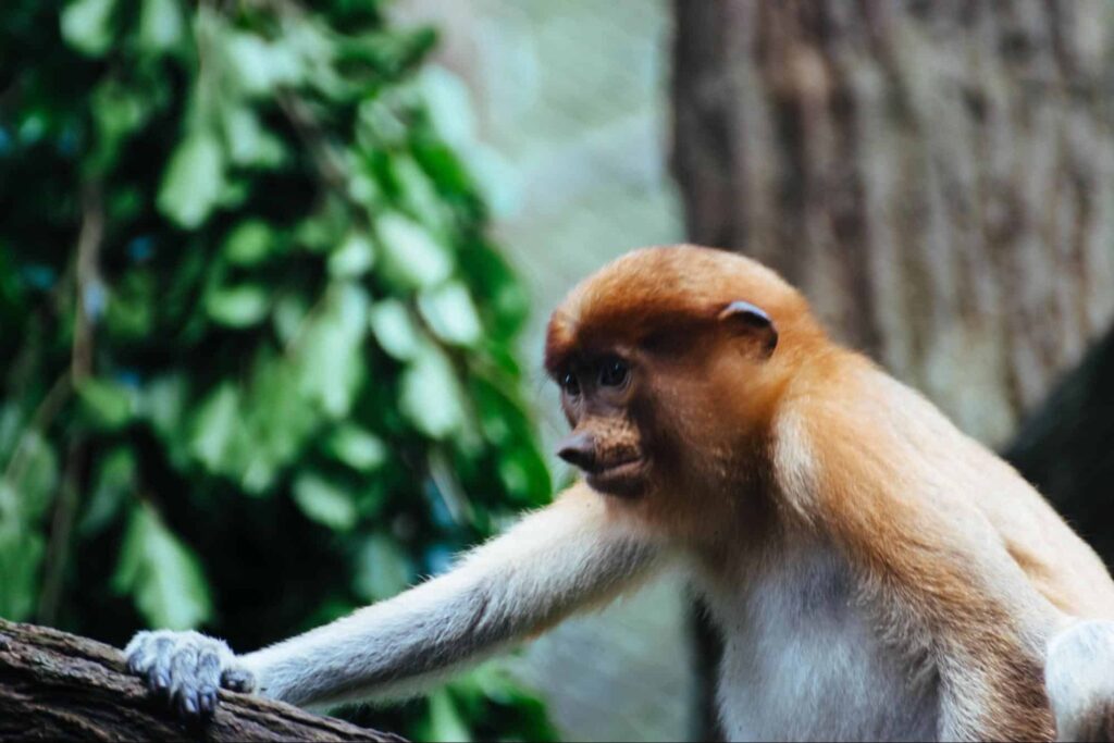 Singapore Zoo Keeper Talks