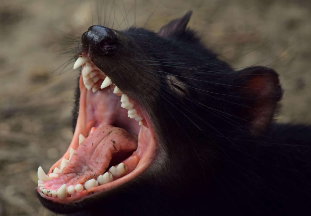 Spot nocturnal animals at Night Safari