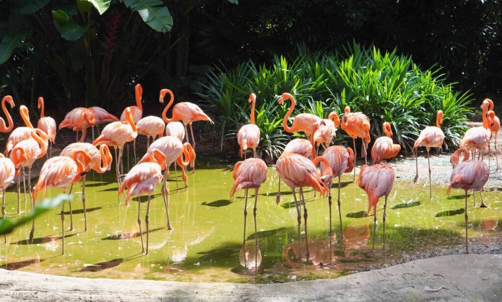 What is the best time to visit Singapore Zoo