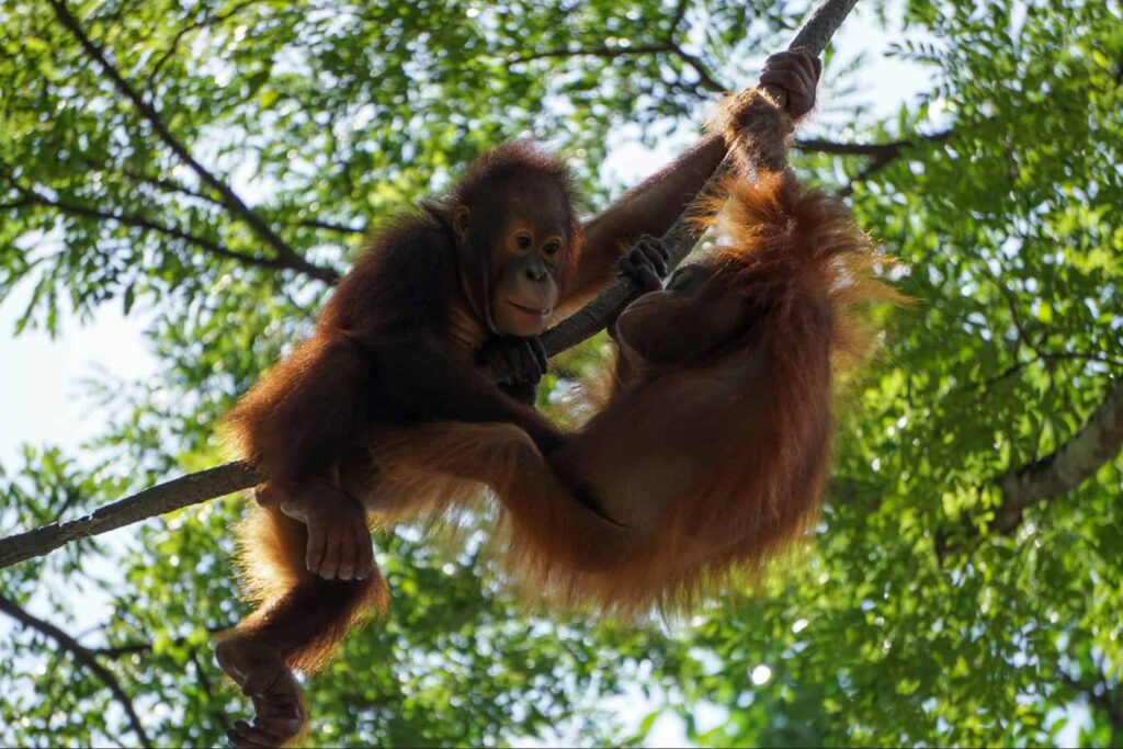 Why is Singapore Zoo so famous