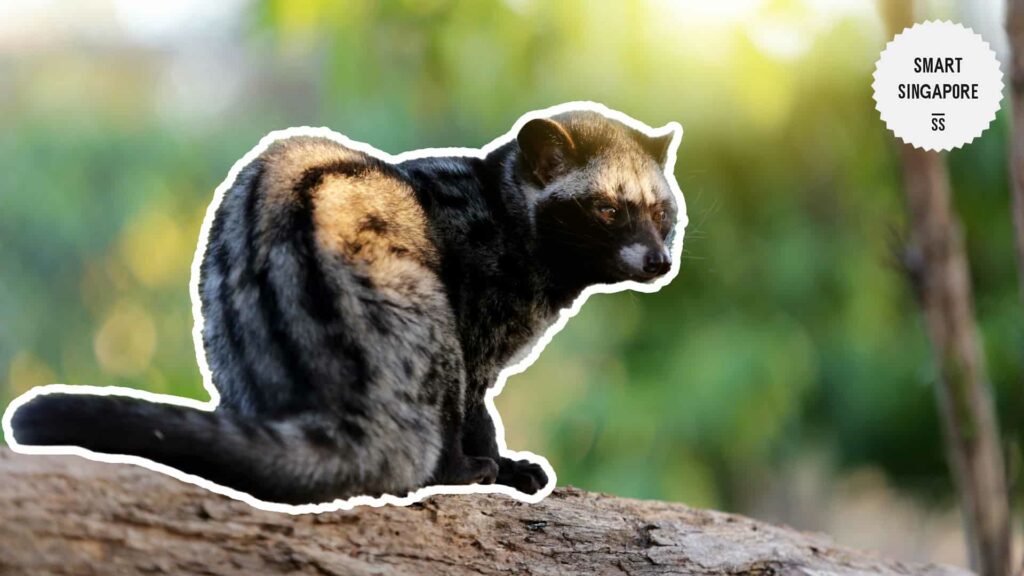 Common Palm Civet