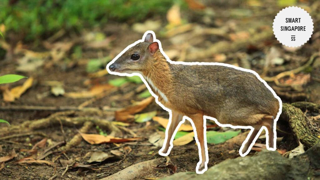 Lesser Mouse-Deer