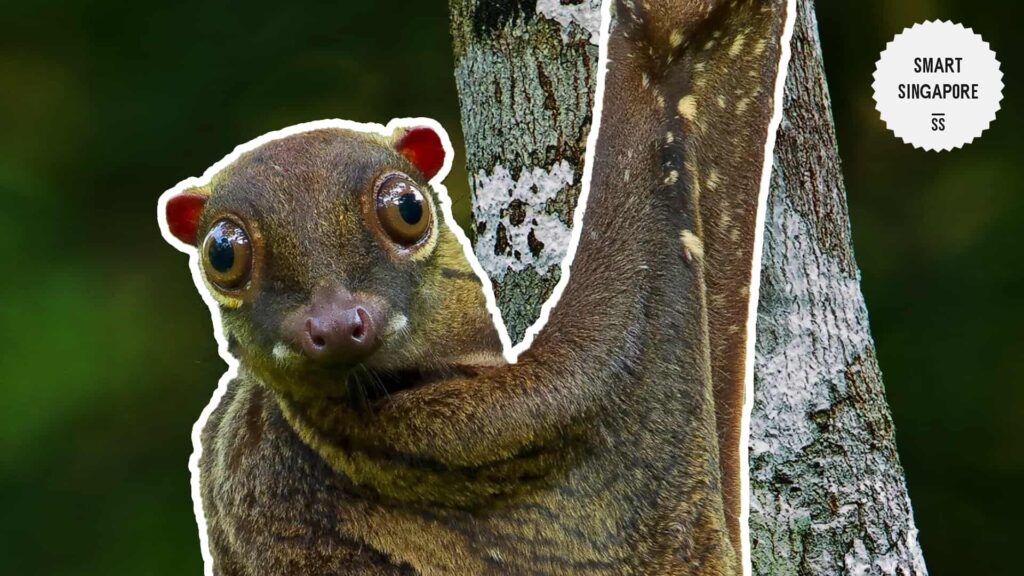 Malayan Colugo