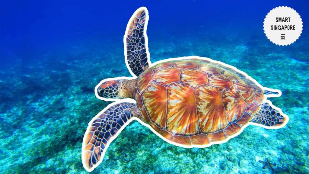 Sea Turtle