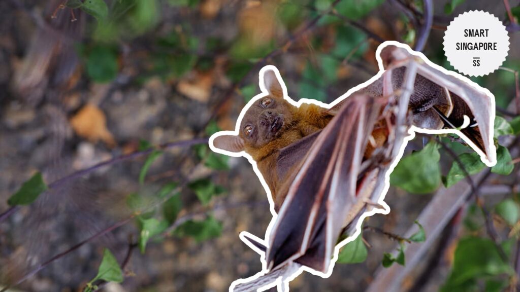 Singapore-Native Bats